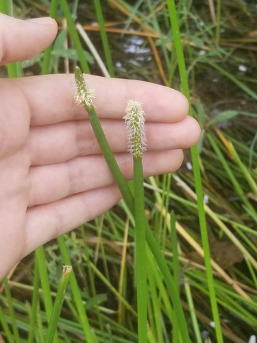 Jointed spikesedge (Eleocharis equisetoides)