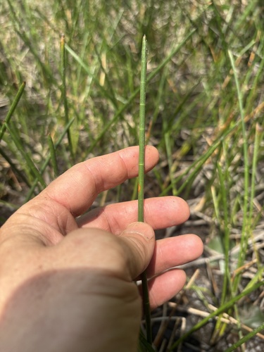 Jointed spikesedge (Eleocharis equisetoides)