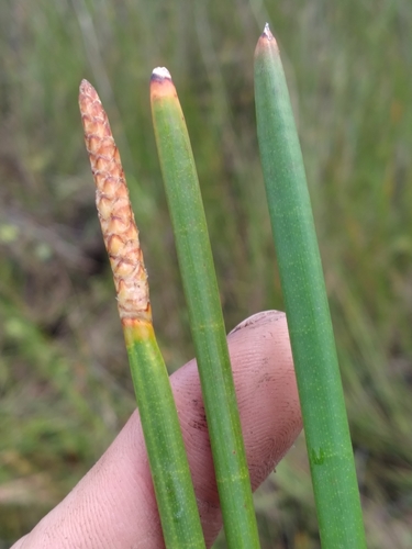 Jointed spikesedge (Eleocharis equisetoides)