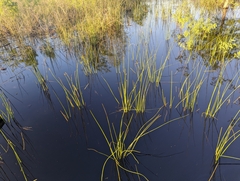Jointed spikesedge (Eleocharis equisetoides)