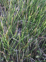 Jointed spikesedge (Eleocharis equisetoides)
