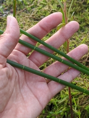 Jointed spikesedge (Eleocharis equisetoides)