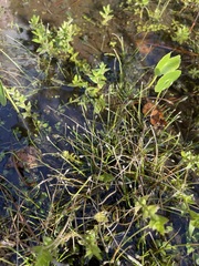 Yellow spikerush (Eleocharis flavescens)