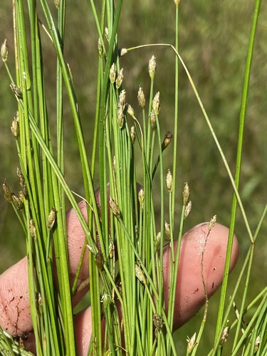 Yellow spikerush (Eleocharis flavescens)