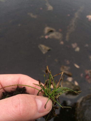 Yellow spikerush (Eleocharis flavescens)