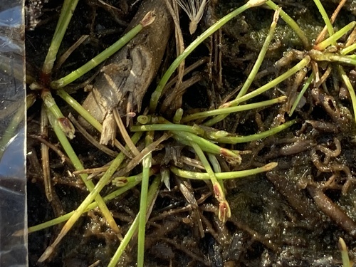 Yellow spikerush (Eleocharis flavescens)