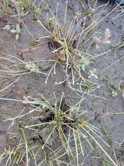 Yellow spikerush (Eleocharis flavescens)