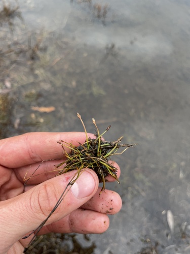 Yellow spikerush (Eleocharis flavescens)