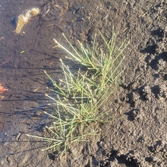 Yellow spikerush (Eleocharis flavescens)