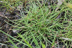 Yellow spikerush (Eleocharis flavescens)