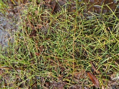 Yellow spikerush (Eleocharis flavescens)
