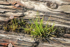 Yellow spikerush (Eleocharis flavescens)