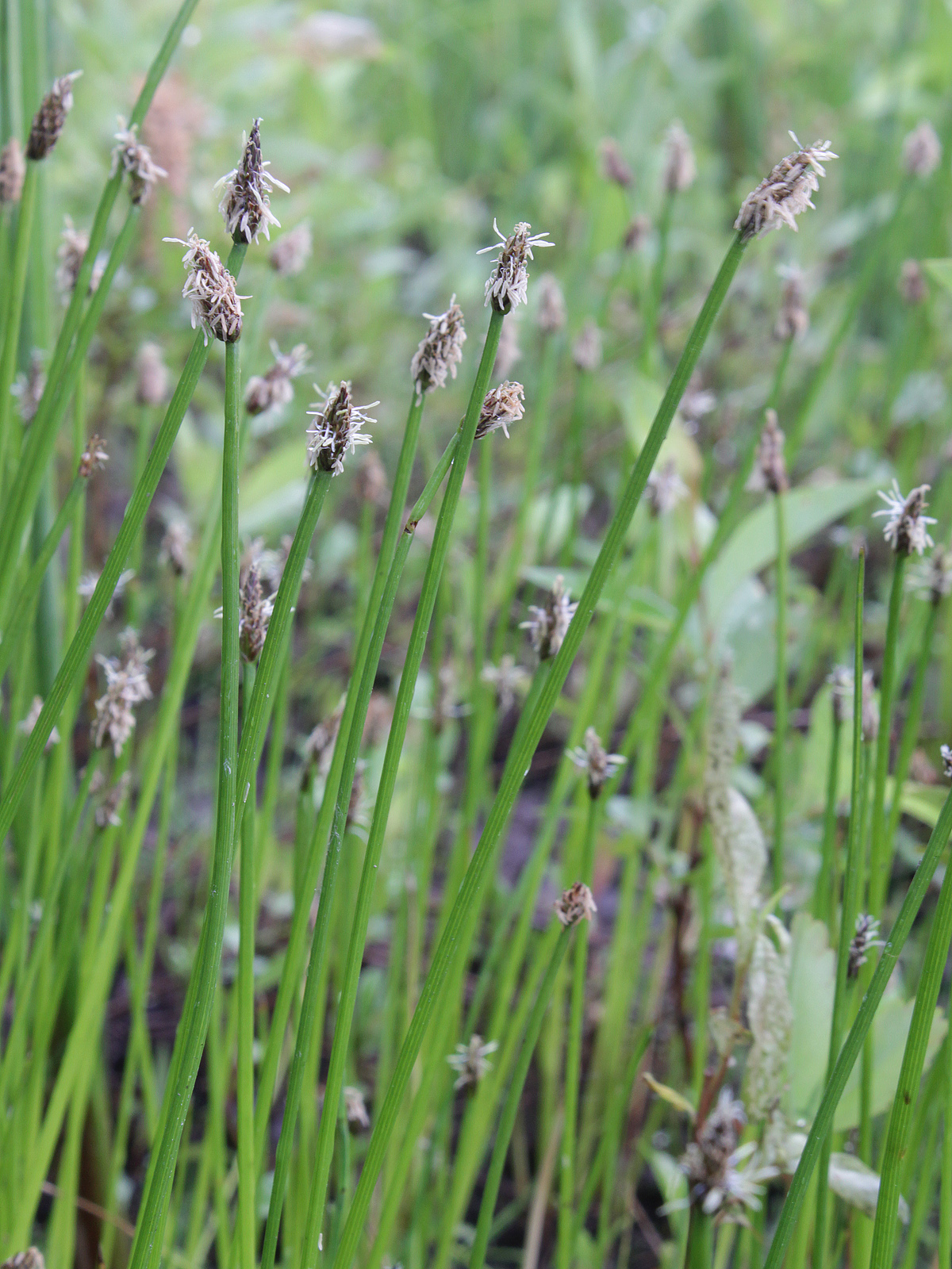Soft-stem spikerush: Cyperaceae, Eleocharis mamillata
