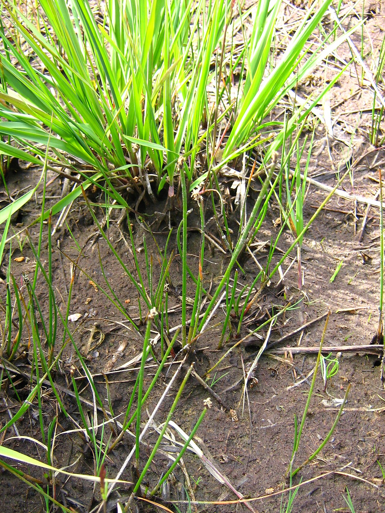 Many-stalked spike-rush: Eleocharis multicaulis in Białogóra Nature Reserve, Poland