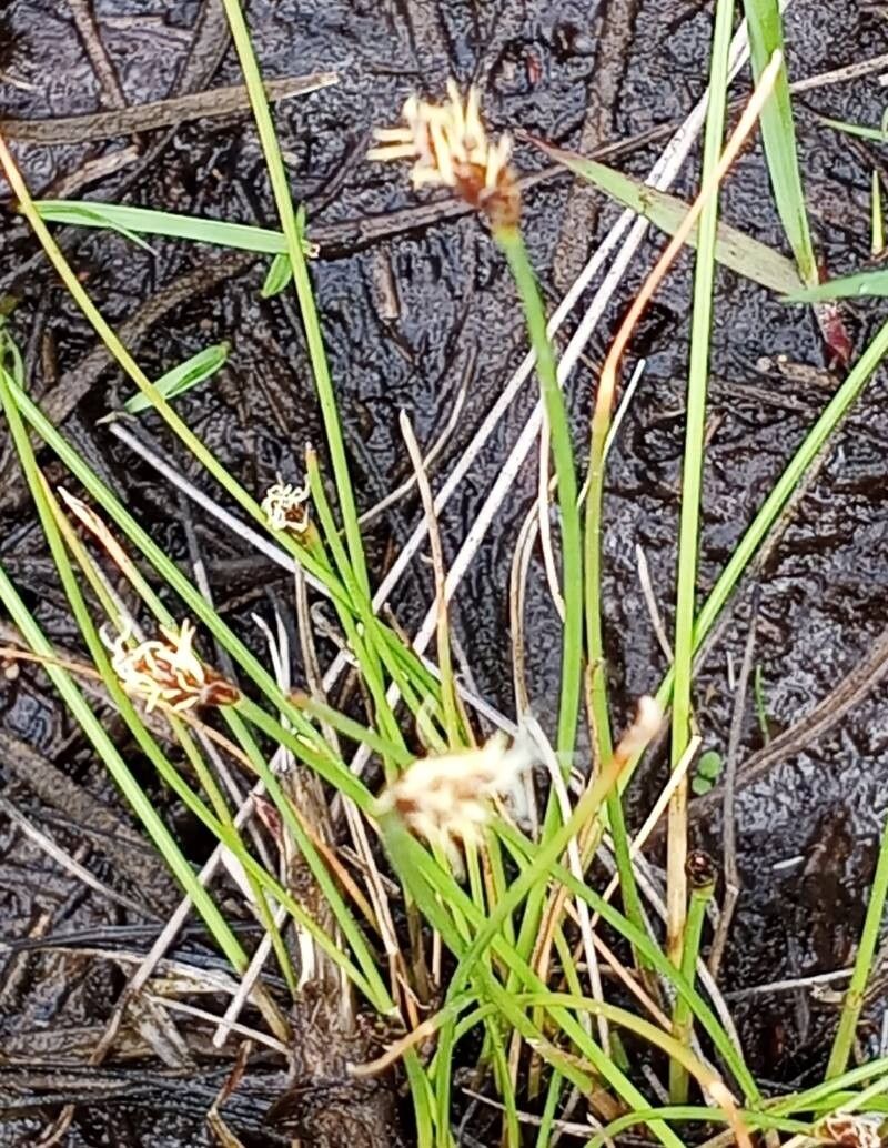 Many-stalked spike-rush (Eleocharis multicaulis)