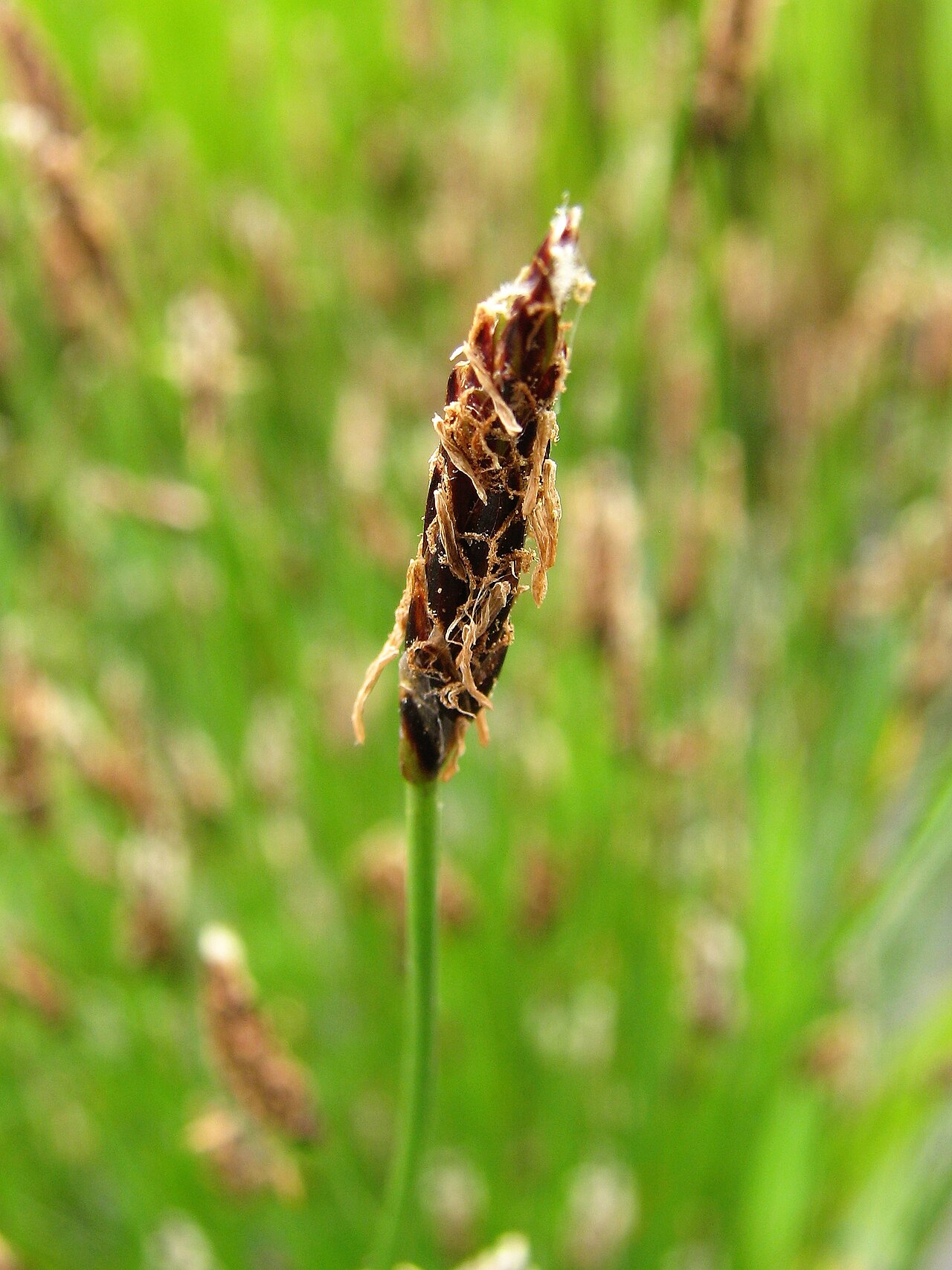 Many-stalked spike-rush: Eleocharis multicaulis , flowering, cultivated i Wrocław University Botanical Garden, Wrocław, Poland.