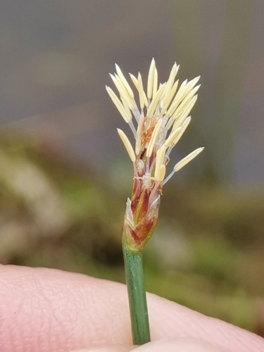 Many-stalked spike-rush (Eleocharis multicaulis)