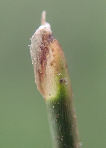 Many-stalked spike-rush (Eleocharis multicaulis)