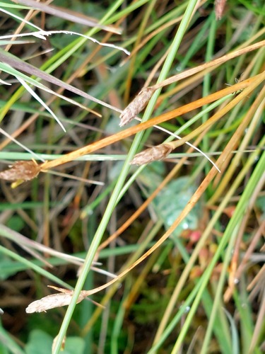 Many-stalked spike-rush (Eleocharis multicaulis)