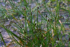 Many-stalked spike-rush (Eleocharis multicaulis)