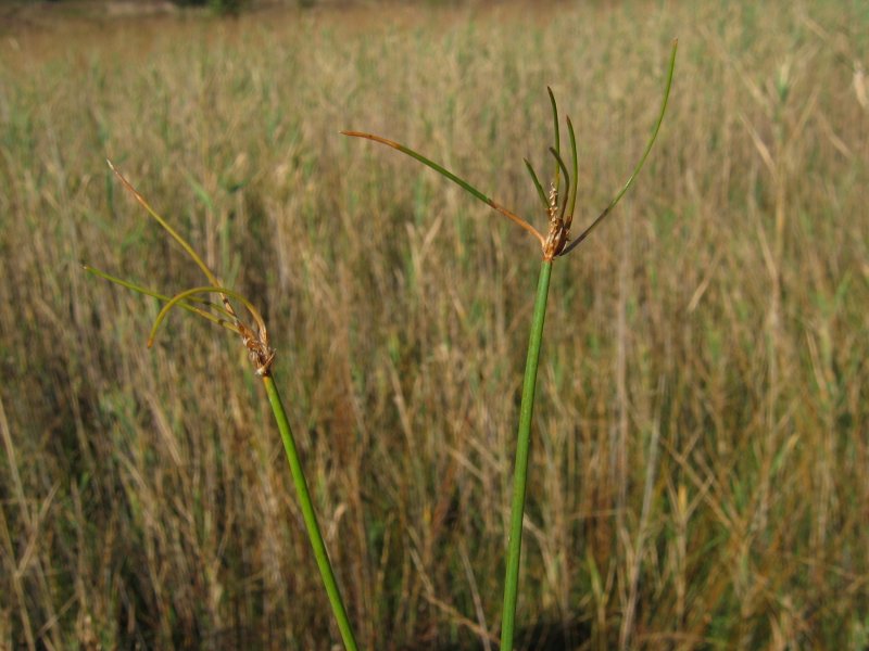 Many-stalked spike-rush: Vielstängelige Sumpfbinse ( Eleocharis multicaulis ), Viviparie