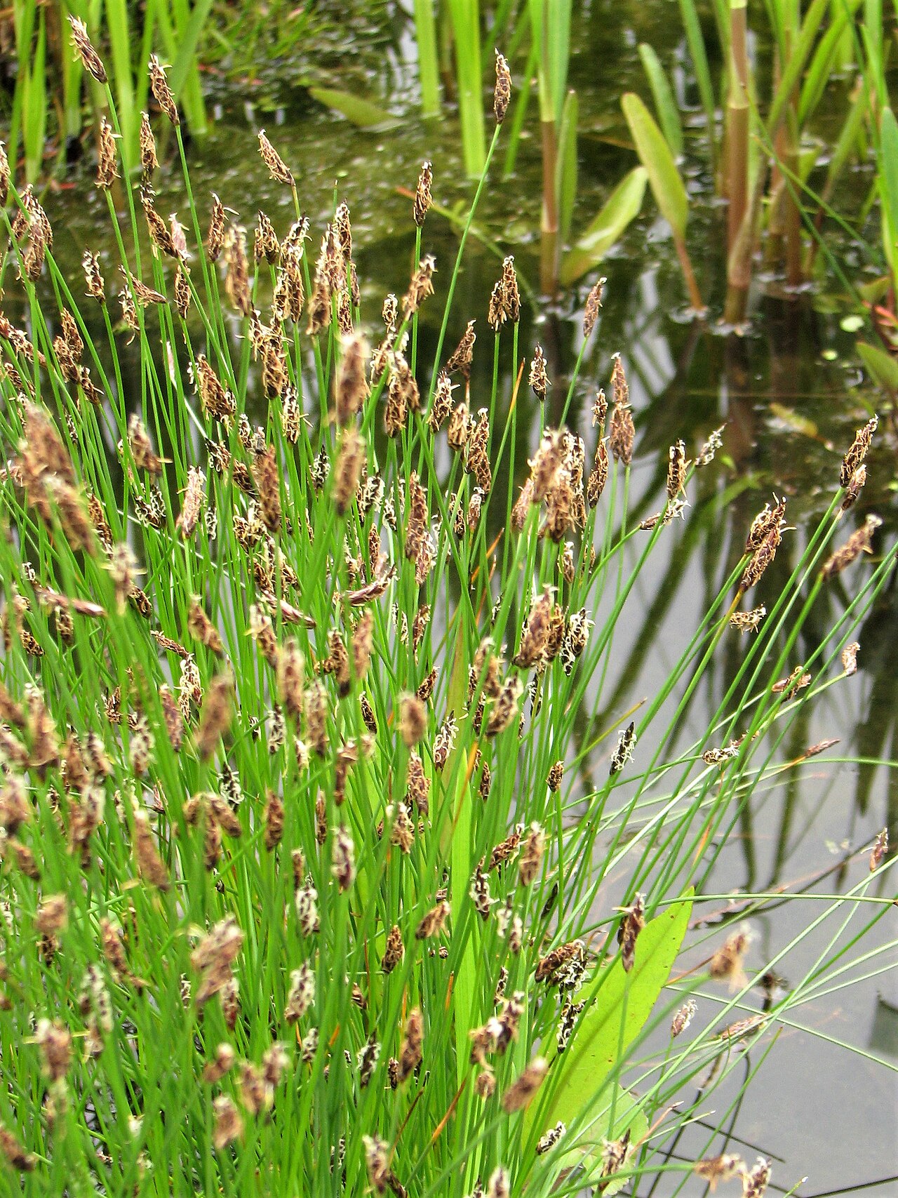Many-stalked spike-rush: Eleocharis multicaulis , flowering, cultivated i Wrocław University Botanical Garden, Wrocław, Poland.