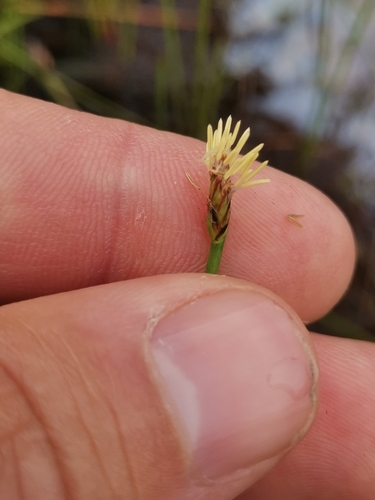 Many-stalked spike-rush (Eleocharis multicaulis)