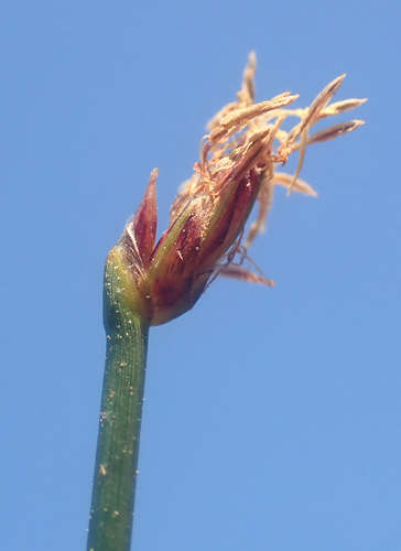 Many-stalked spike-rush (Eleocharis multicaulis)