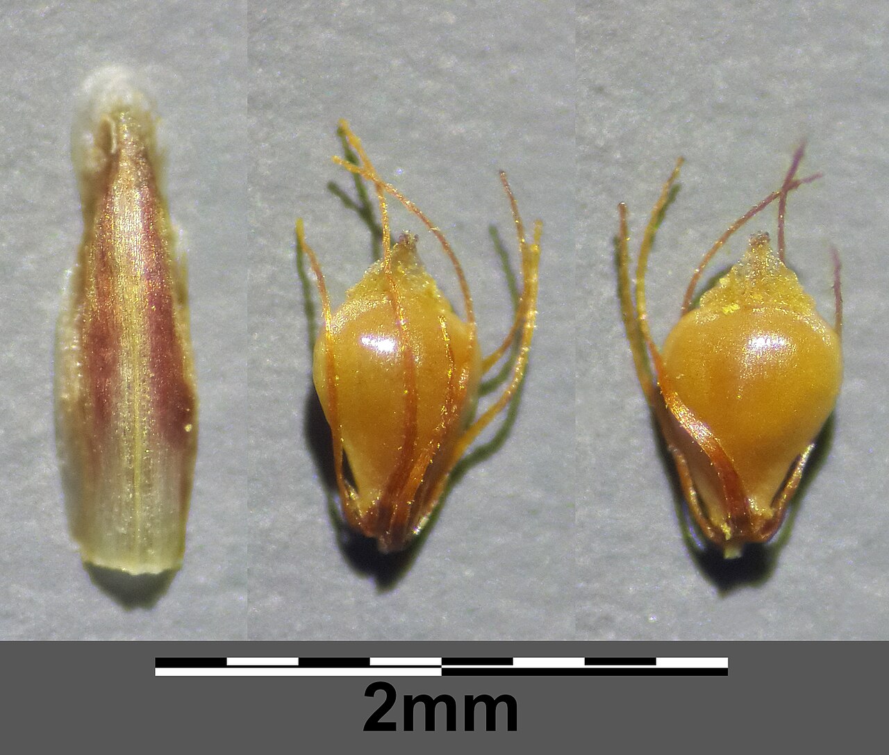 Ovate spikerush: Bract and fruit with perigone bristles Taxonym: Eleocharis ovata ss Fischer et al. EfÖLS 2008 ISBN 978-3-85474-187-9 Location: Höfentöckteich, district Gmünd, L