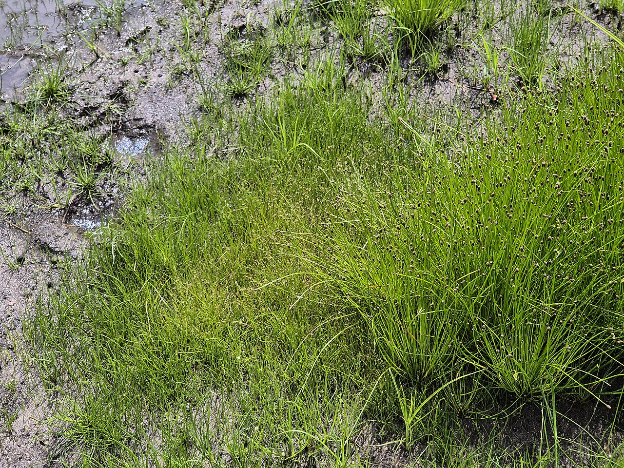 Ovate spikerush: Habitus Taxonym: Eleocharis acicularis and Eleocharis ovata ss Fischer et al. EfÖLS 2008 ISBN 978-3-85474-187-9 Location: Kufsteinteich, district Gmünd, Lower A