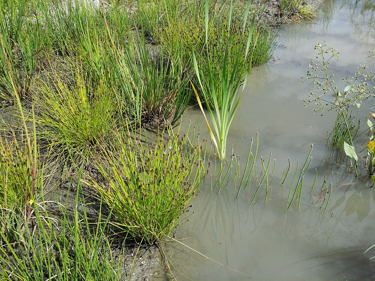 Ovate spikerush: Habitus Taxonym: Eleocharis ovata and Eleocharis mamillata subsp. mamillata ss Fischer et al. EfÖLS 2008 ISBN 978-3-85474-187-9 Location: Josefsthal pond, distr