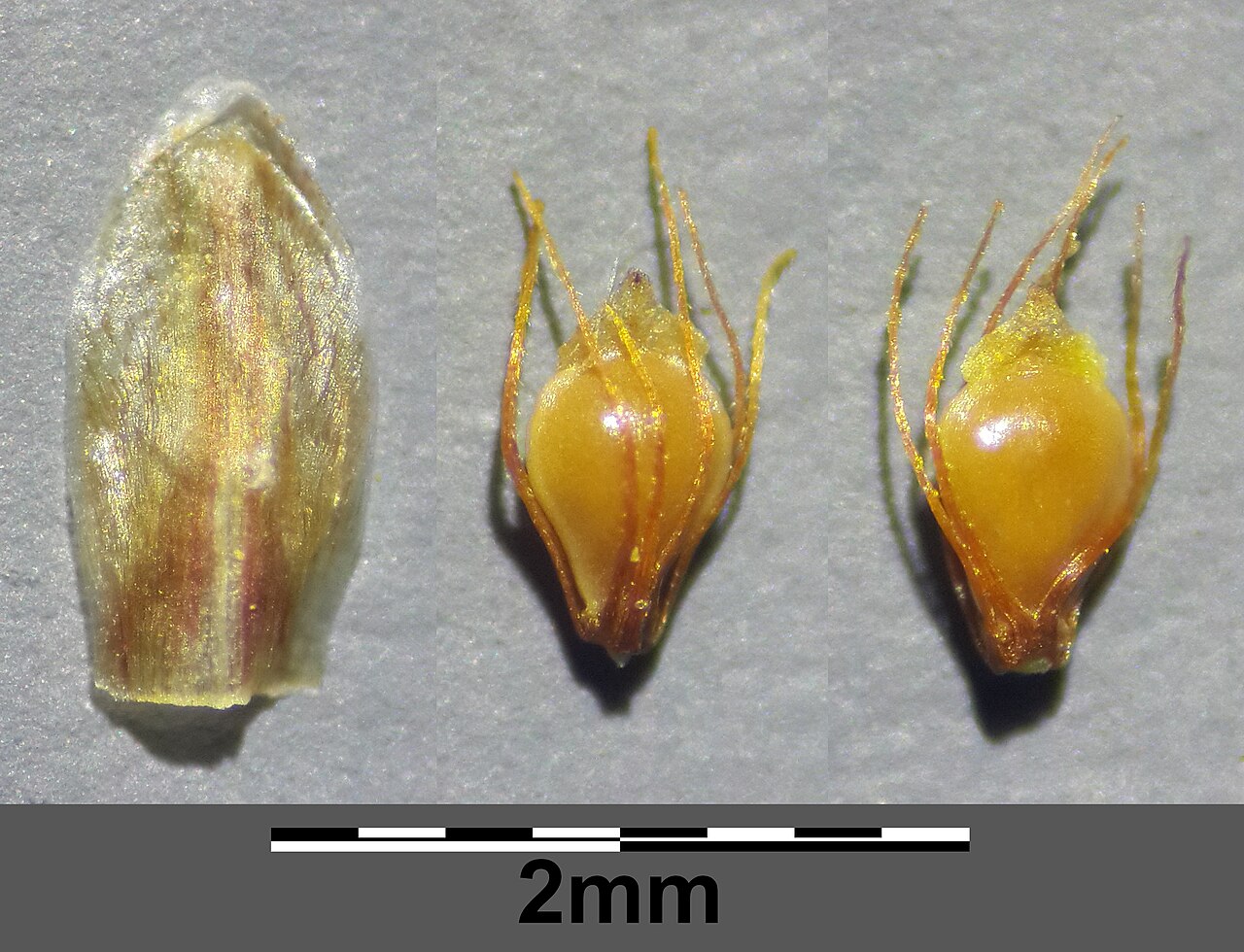 Ovate spikerush: Bract and fruit with perigone bristles Taxonym: Eleocharis ovata ss Fischer et al. EfÖLS 2008 ISBN 978-3-85474-187-9 Location: Höfentöckteich, district Gmünd, L