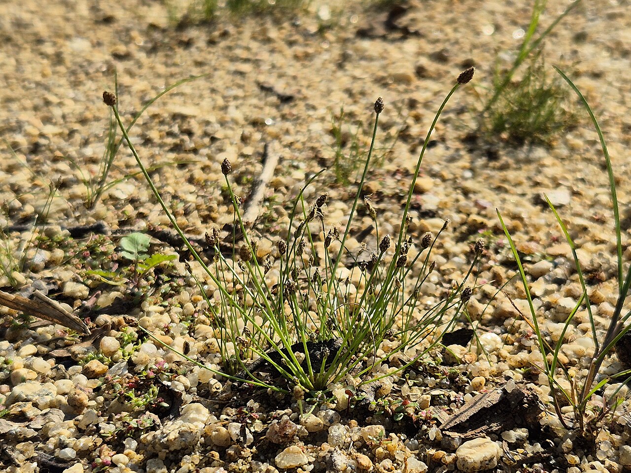 Ovate spikerush: Habitus Taxonym: Eleocharis acicularis and Eleocharis ovata ss Fischer et al. EfÖLS 2008 ISBN 978-3-85474-187-9 Location: Mitterteich 1,2 km E Hoheneich, distri