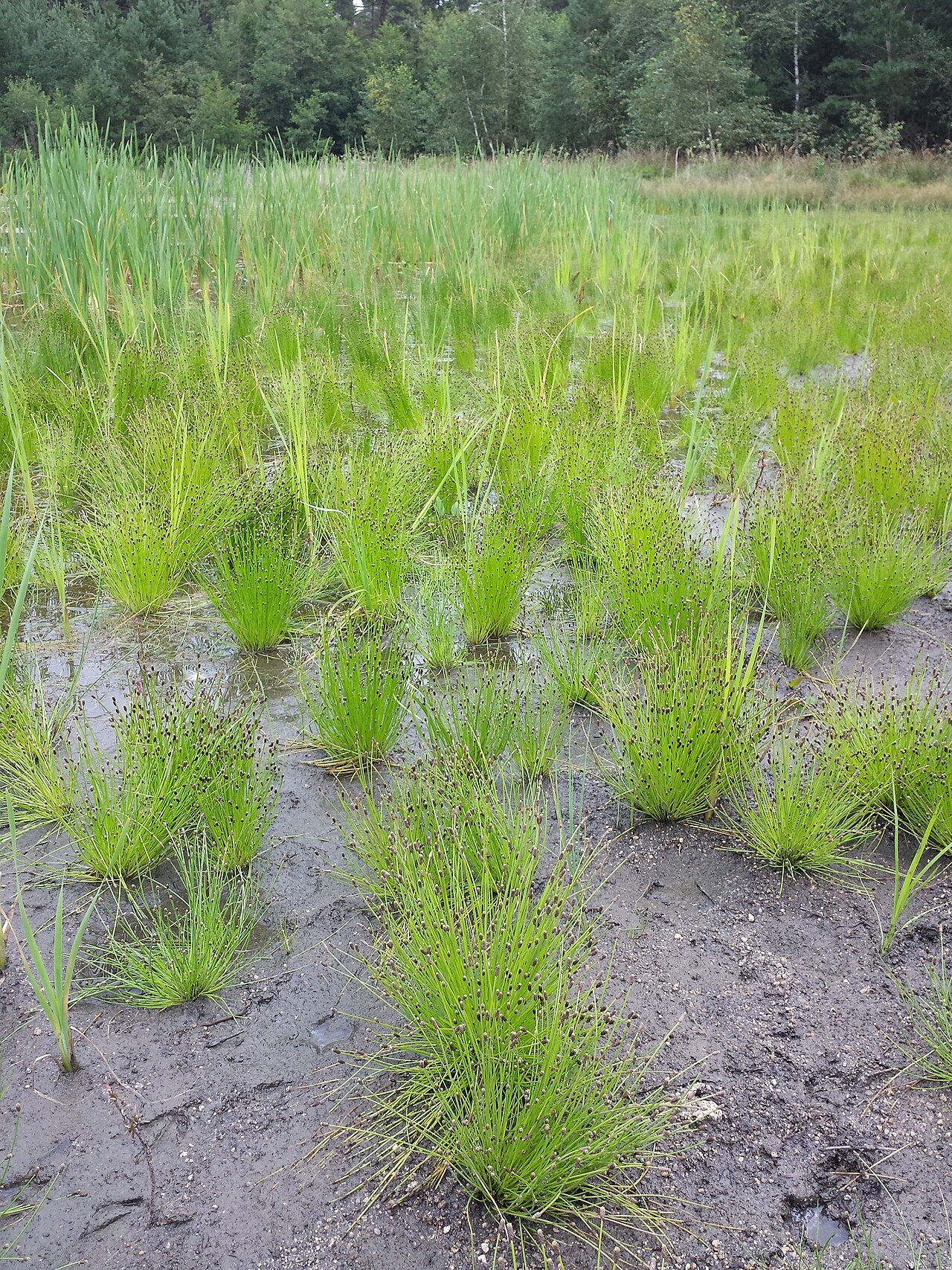 Ovate spikerush: Habitat Taxonym: Eleocharis ovata ss Fischer et al. EfÖLS 2008 ISBN 978-3-85474-187-9 Location: pond to the south of Pyhrabruck, district Gmünd, Lower Austria -