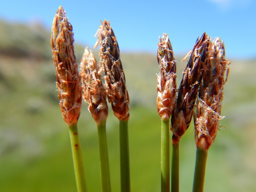 Common spikerush (Eleocharis palustris)