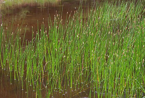Common spikerush: Eleocharis palustris (probable ssp. palustris ) in a typical habitat.