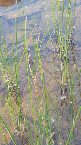 Common spikerush (Eleocharis palustris)