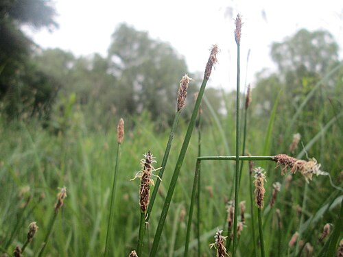 Common spikerush: Gewöhnliche Sumpfbinse ( Eleocharis palustris ) im Naturschutzgebiet „St. Arnualer Wiesen“