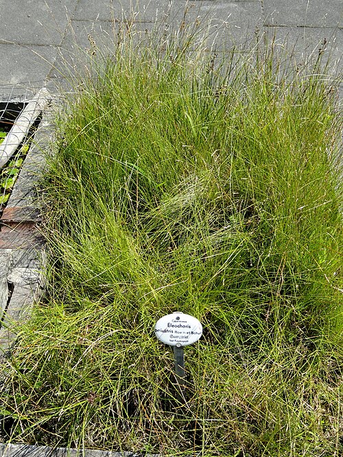 Common spikerush: Botanical specimen in the Botanischer Garten, Frankfurt am Main, located at Siesmayerstraße 72, Frankfurt am Main, Germany.