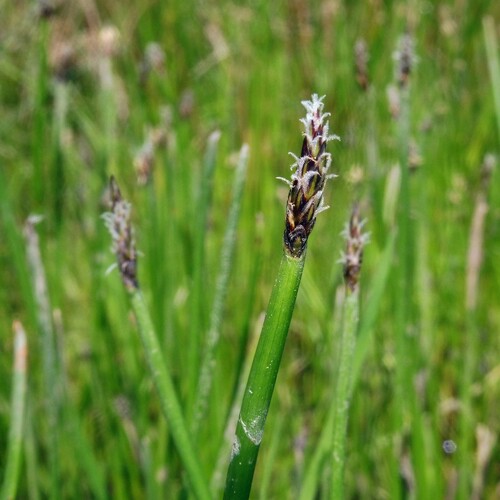 Common spikerush (Eleocharis palustris)