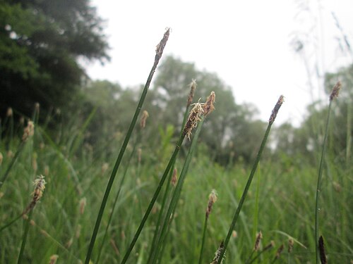Common spikerush: Gewöhnliche Sumpfbinse ( Eleocharis palustris ) im Naturschutzgebiet „St. Arnualer Wiesen“