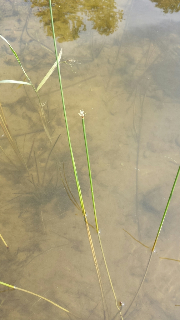 Common spikerush (Eleocharis palustris)