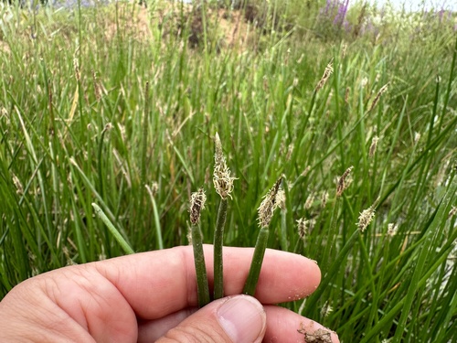 Common spikerush (Eleocharis palustris)