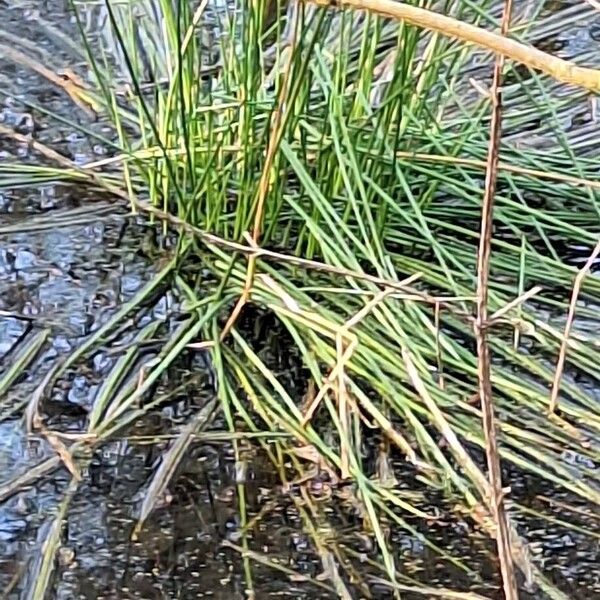Common spikerush (Eleocharis palustris)
