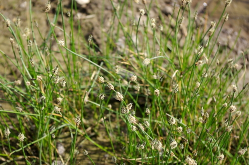 Common spikerush (Eleocharis palustris)