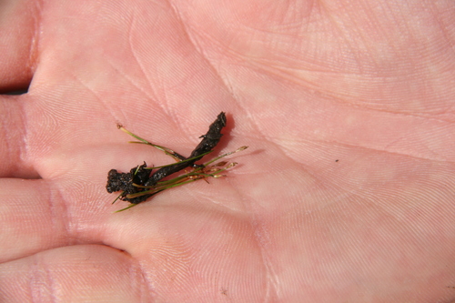 Dwarf spikerush (Eleocharis parvula)