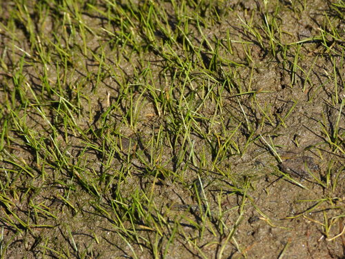 Dwarf spikerush (Eleocharis parvula)