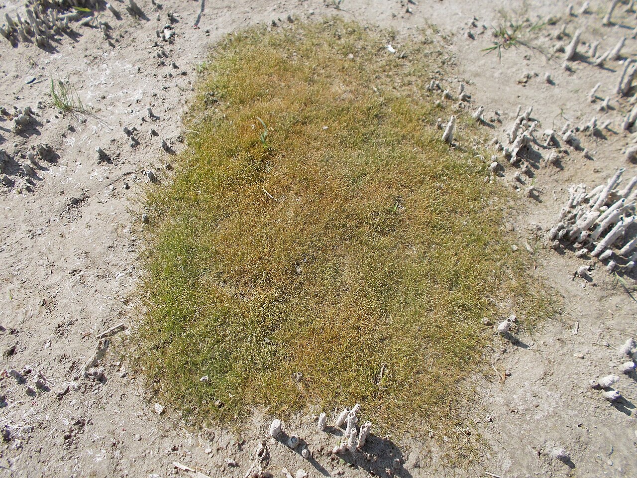 Dwarf spikerush: Dwarf spikerush (Eleocharis parvula), Sedge family (Cyperaceae). Utah Lake sandy coast.
