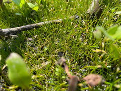 Dwarf spikerush (Eleocharis parvula)