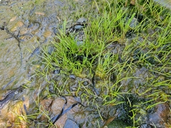 Dwarf spikerush (Eleocharis parvula)